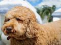 Jogo Quebra-cabeça Labradoodle  online