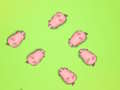 Jogo Salve os porquinhos  online