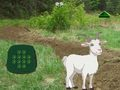 Jogo Cabra encontra a criança  online