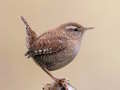 Jogo Birdlingo online