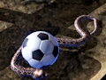 Jogo Simulador de cobra Python  online