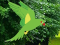 Jogo Papagaio encontra o ninho  online