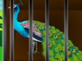 Jogo Liberte a beleza enjaulada  online