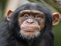 Jogo Quebra-cabeça de chimpanzé  online