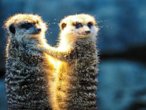 Jogo Meerkat casal Jigsaw  online