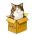 Encontre o gato online